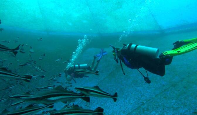 Swimmers inside an open-ocean fish farm. | Earth Focus