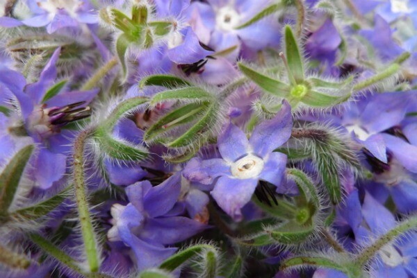 Borage