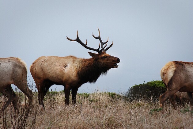 tule-elk-6-26-15-thumb-630x421-94677