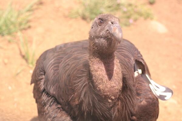 condor-536-closeup-10-23-13-thumb-600x400-62406