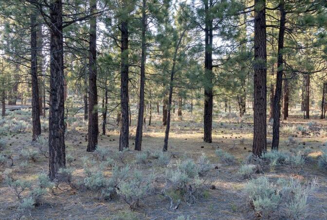Sant Khalsa's "Growing Air" consists of 1,000 Ponderosa pine trees she planted 25 years ago | Courtesy of the artist