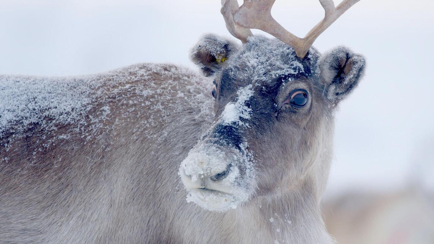 Closeup photo of a reindeer. | From "Nature: Santa's Wild Home"