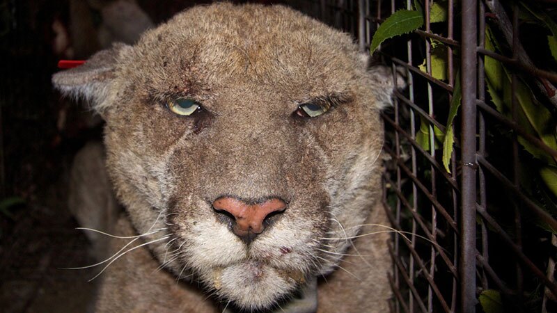 Mountain Lion P22 with mange
