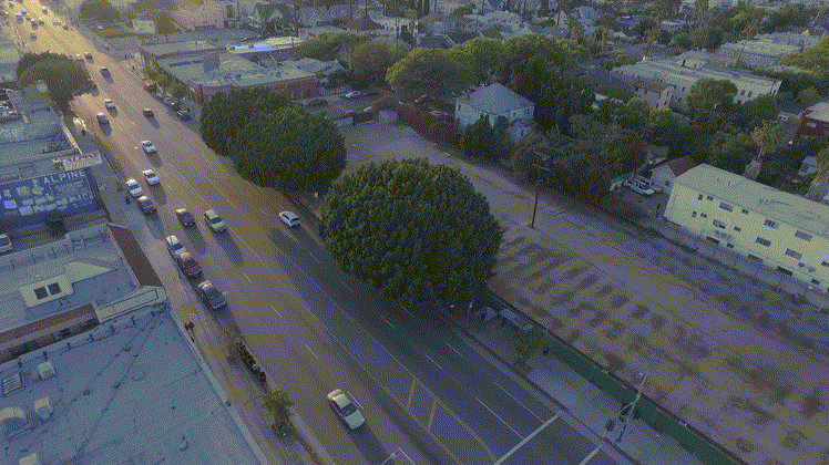 tree_washington_blvd_4s_5fps.gif
