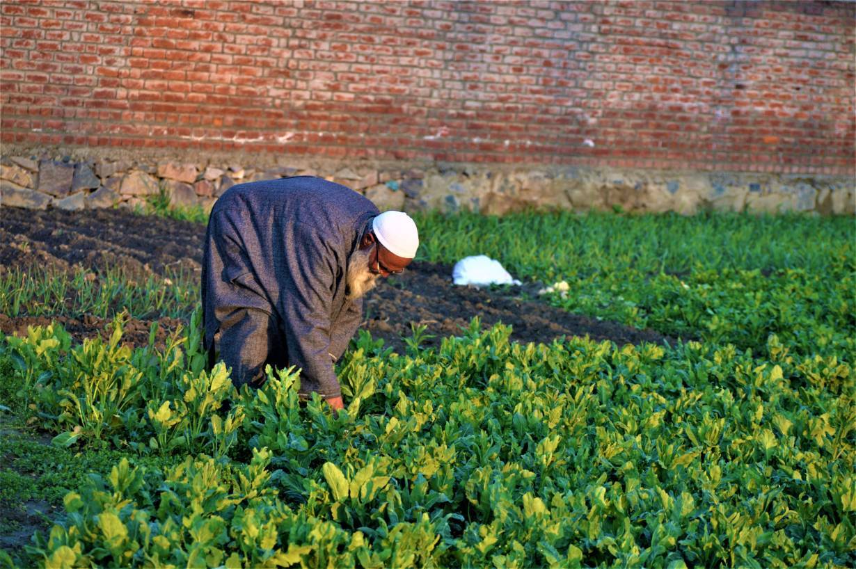 A Kashmiri farmer tends his kale crop at his farm in Malura, near Srinagar, India, March 13, 2020. Thomson Reuters Foundation/Athar Parvaiz
