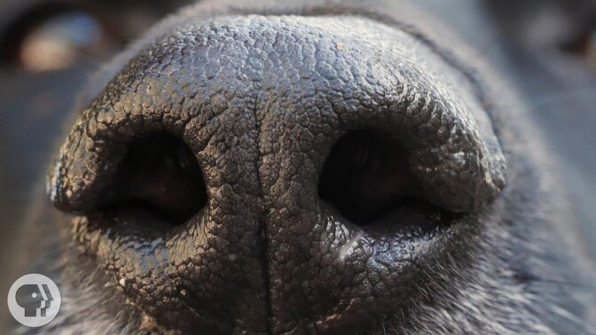 Closeup image of a dog's nose. | From "Deep Look" Web Series on PBS SoCal.
