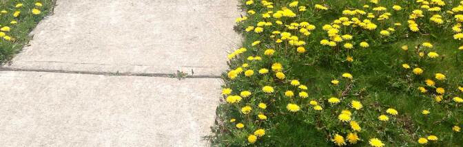 Lawn as Nature intended | Photo: Jeepers Media, some rights reserved