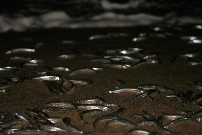 California grunion (1)