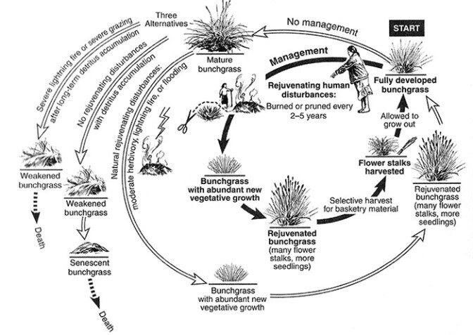 bunchgrass-illo-clean700-9-15-16.jpg