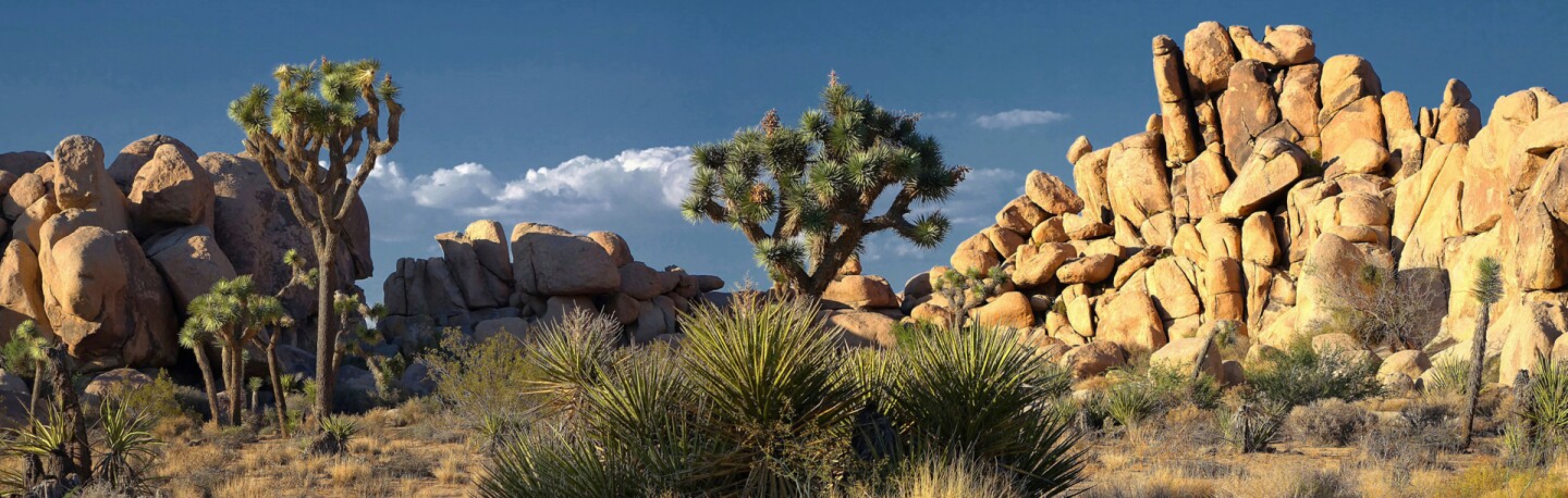 Joshua Tree National Park | Photo: Alan Eng, some rights reserved