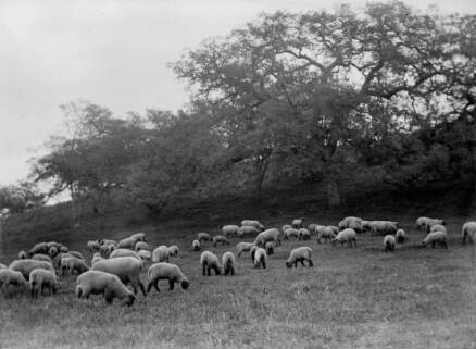 A flock of sheep grazing at Baldwin Ranch ca. 1890. Image: Courtesy of Los Angeles Public Library