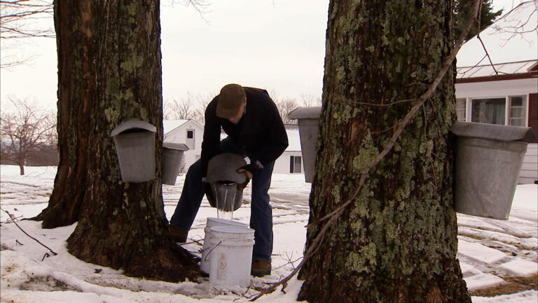 Vermont Maple Syrup Trees