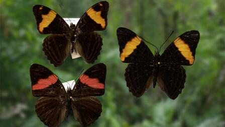 Butterfly Mimicry