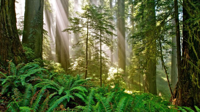 Courtesy of Del Norte Coast Redwoods State Park