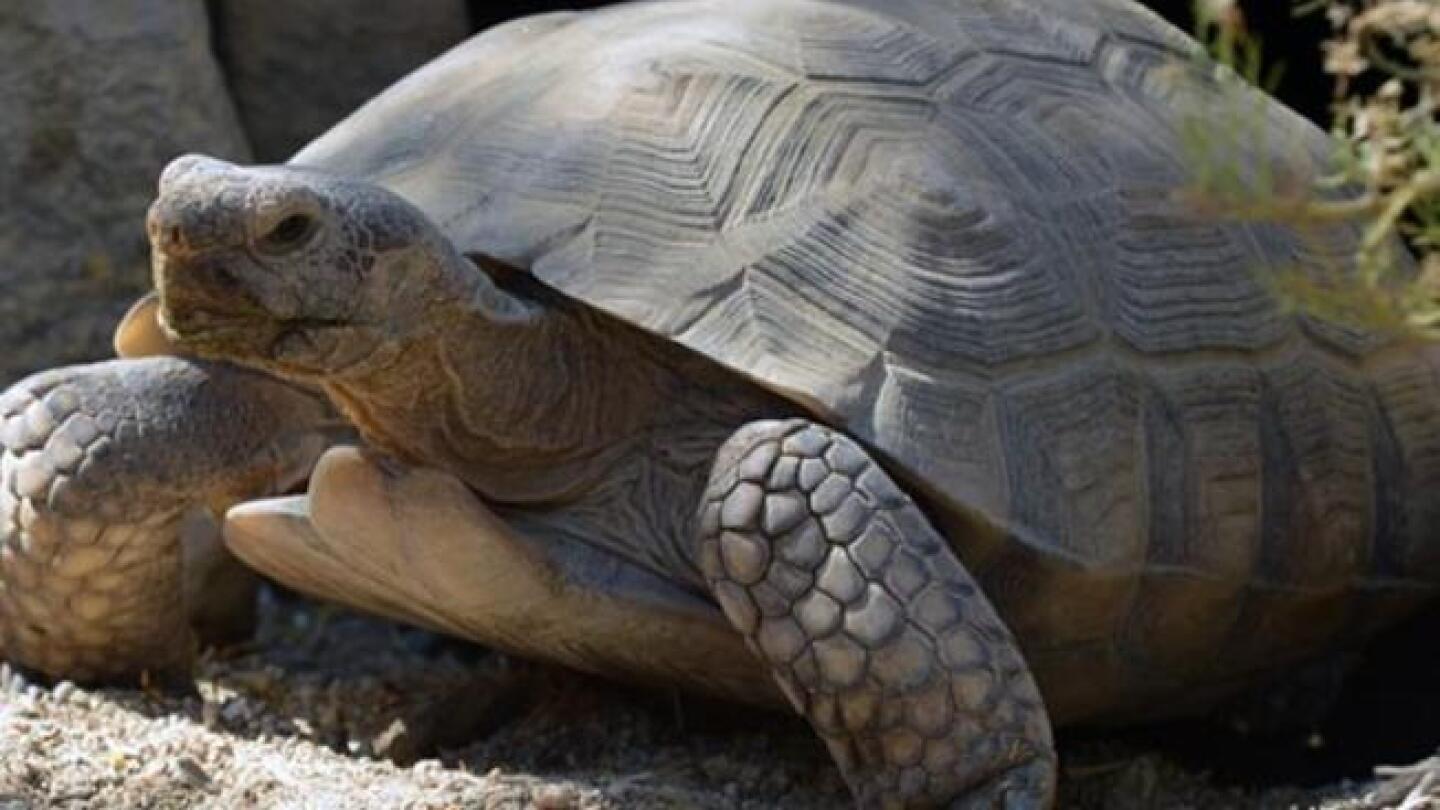 Mojave Maxine