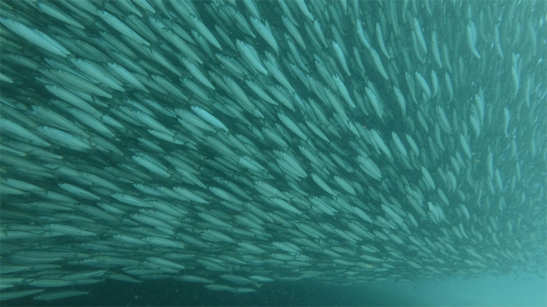 The Largest Mass Migration on the Planet