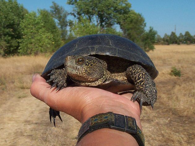 western-pond-turtle-4-9-15-thumb-630x472-90820