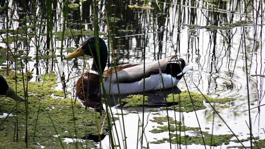 A duck swims at the Madrona Marsh Preserve and Nature Center | Sandi Hemmerlein