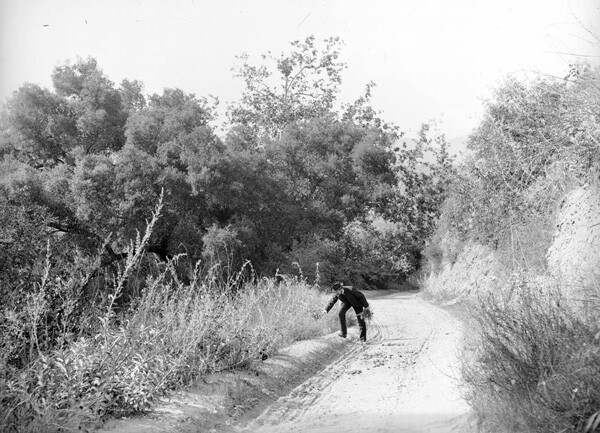 A man gathers wildflowers along a road in Griffith Park, circa 1900. Courtesy of the Los Angeles Area Chamber of Commerce Collection, USC Libraries.