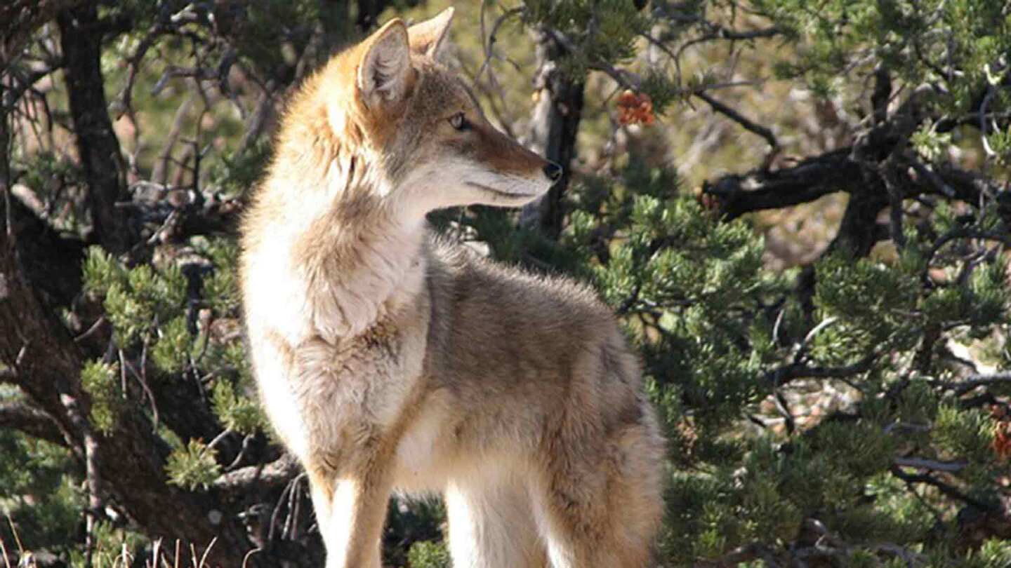 coyotes1920_1.jpg