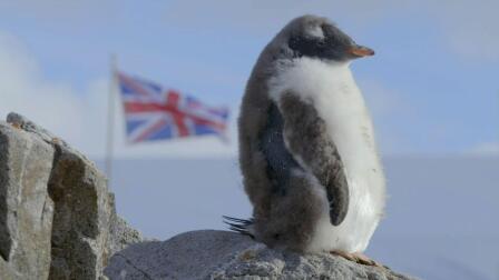 Punk Rock Penguins Take a Stand