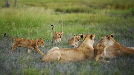 Lion Mothers Overrun with Cubs After Syncing Pregnancies