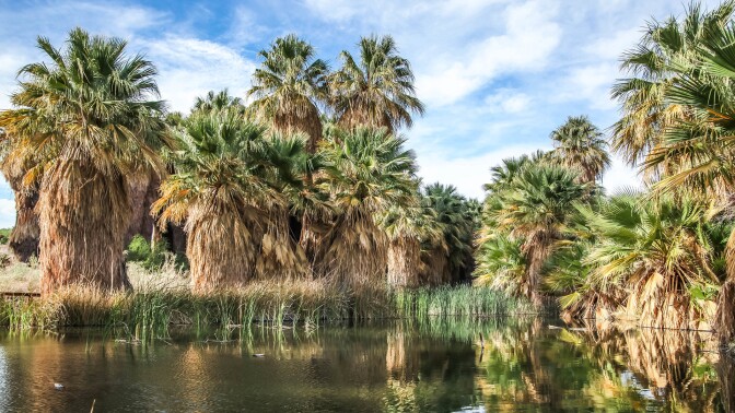 Palm trees surrounding water at Thousand Palms Oasis