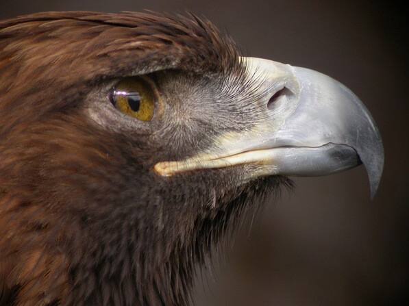 eagle-thumb-597x447-29867