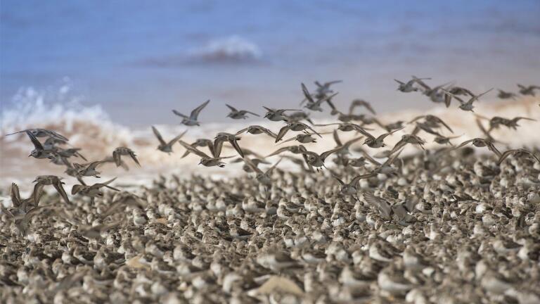 Mesmerizing Sandpipers Hunt... While Being Hunted
