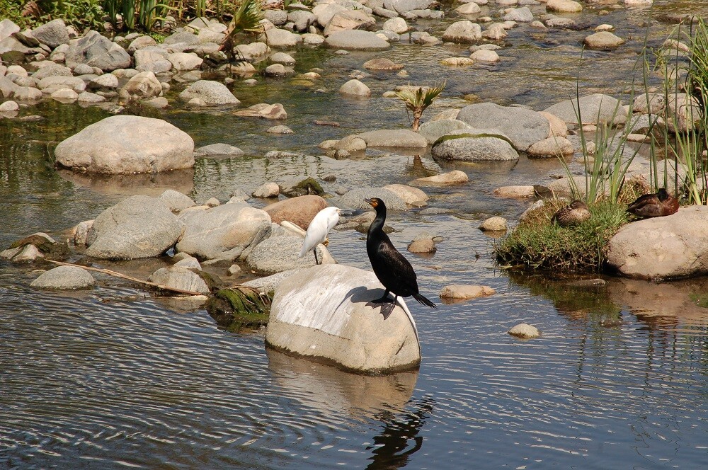 LA River Birds