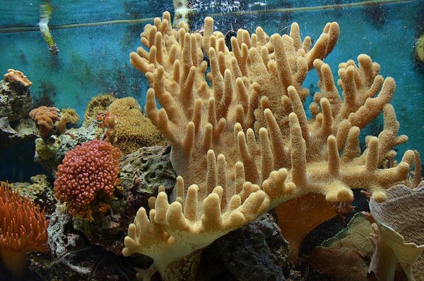 invertebrate-exhibit-closes-6-20-14-thumb-600x397-75938