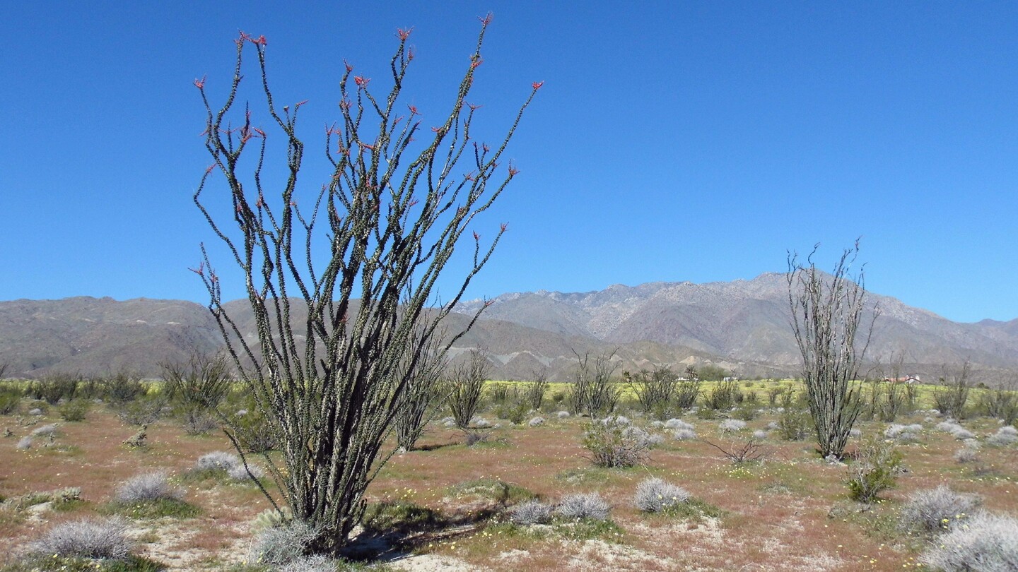 ocotillo in anza borrego