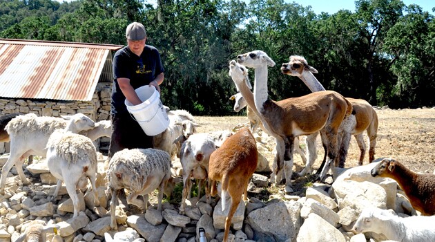 goats_alpacas_630_350