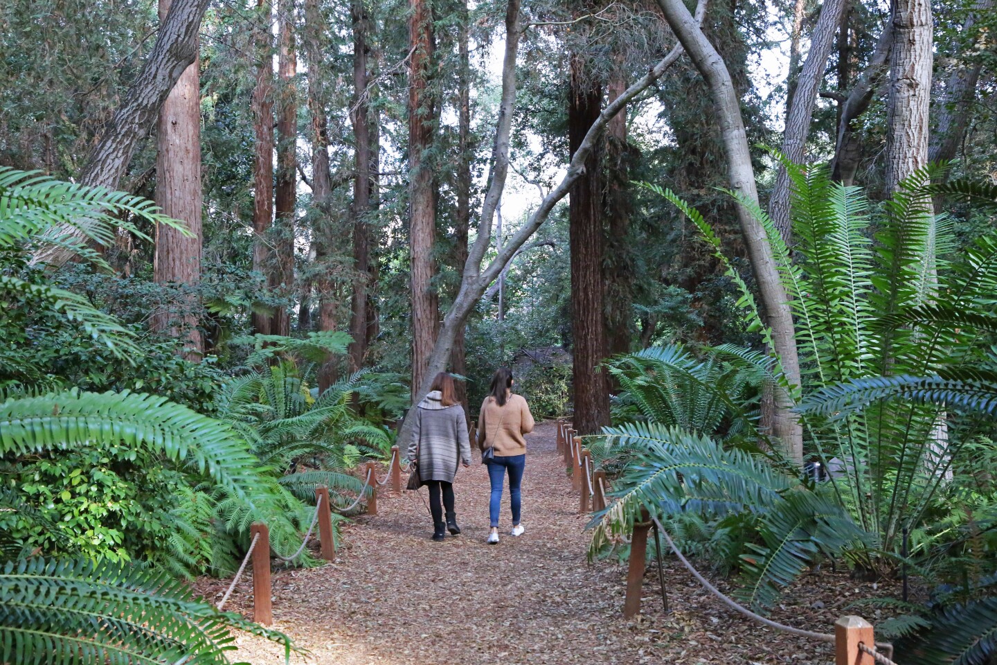 Two women walk into the Ancient Forest at Descanso Gardens.