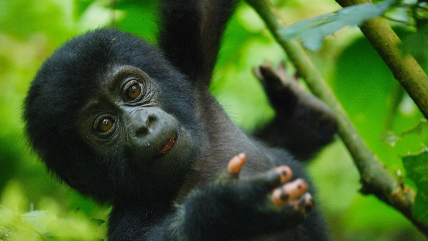 Baby gorilla in the trees.