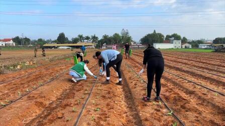 Israelis volunteer on farms to save agricultural supply