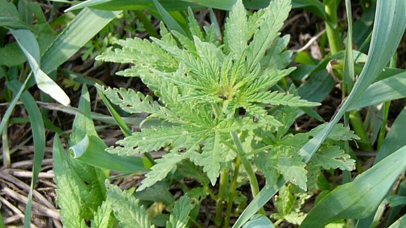 Marijuana. Photo by Eliot Phillips.