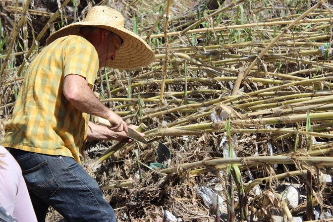 Artist Steve Appleton trims a reed | Spencer Robins