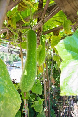 Mr. Lu's Winter Melon growing in the Mills's yard.