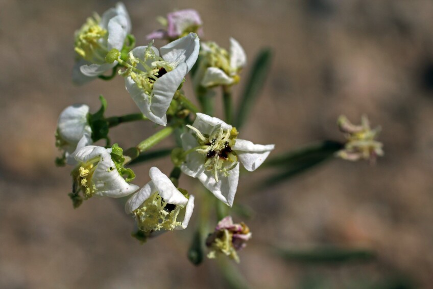 jtnpflowers-browneyed-primrose.jpg
