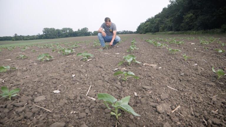 Minnesota's Alt-Meat Revolution | Crop Insurance