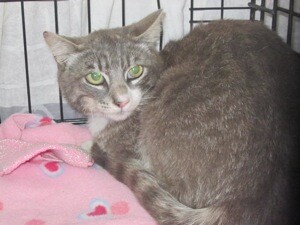 Amigo the cat is now recuperating. | Photo: Courtesy L.A. County