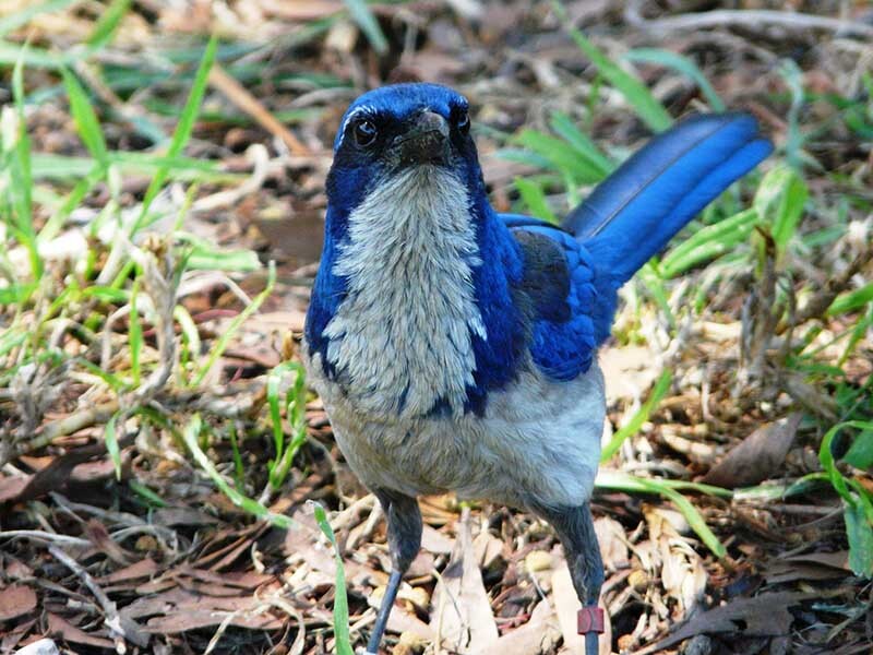 island-jay-7-16-16.jpg