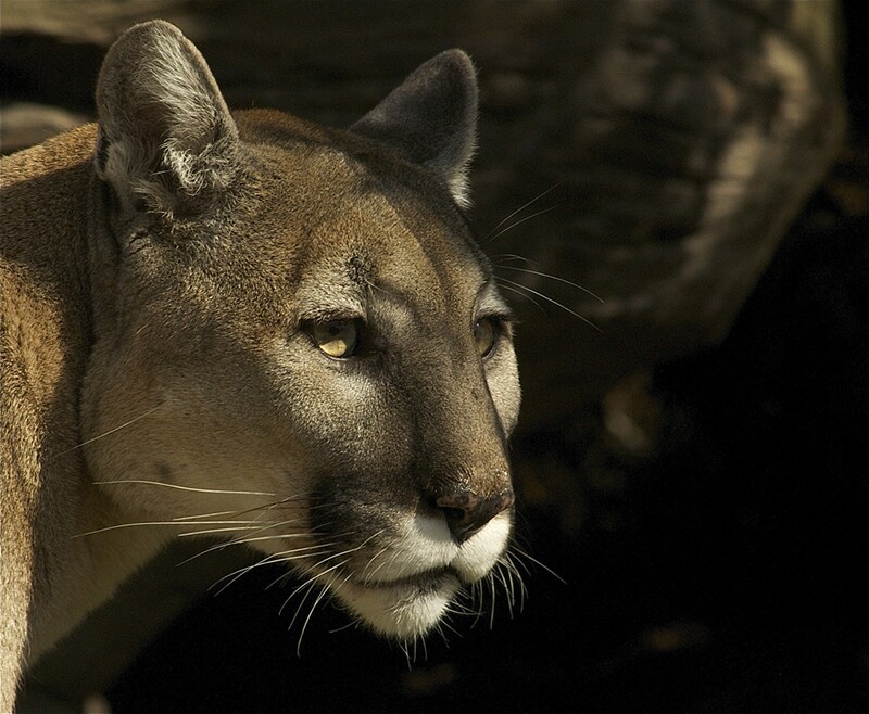 puma-stare-10-6-16.jpg