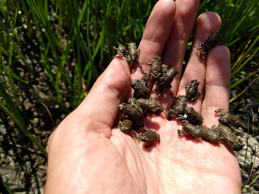 lots_of_baby_toads.jpg