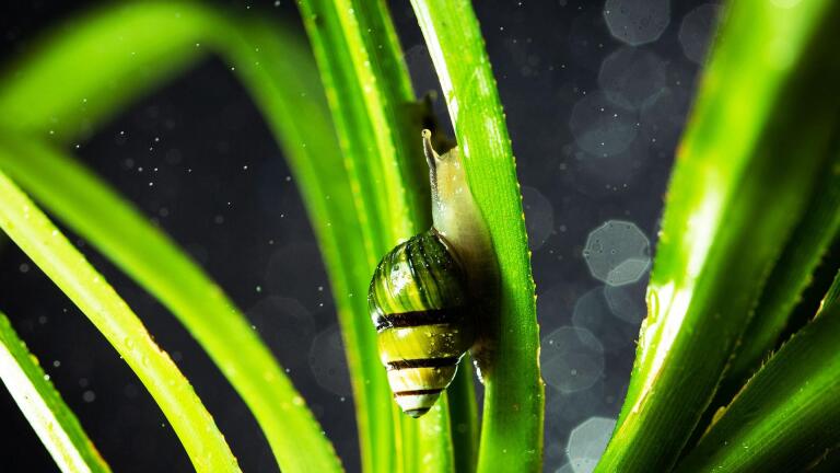 Hawai'i's Precious Resources