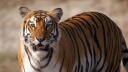 Part Two | Tiger Island