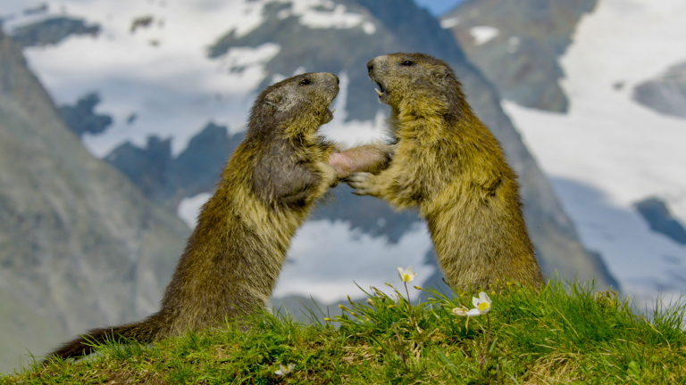 Marmot Family vs. Deadly Eagle