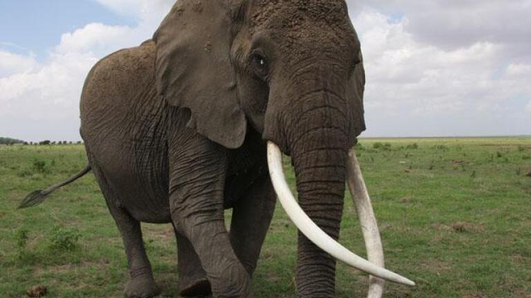 Echo: An Elephant to Remember - Preview