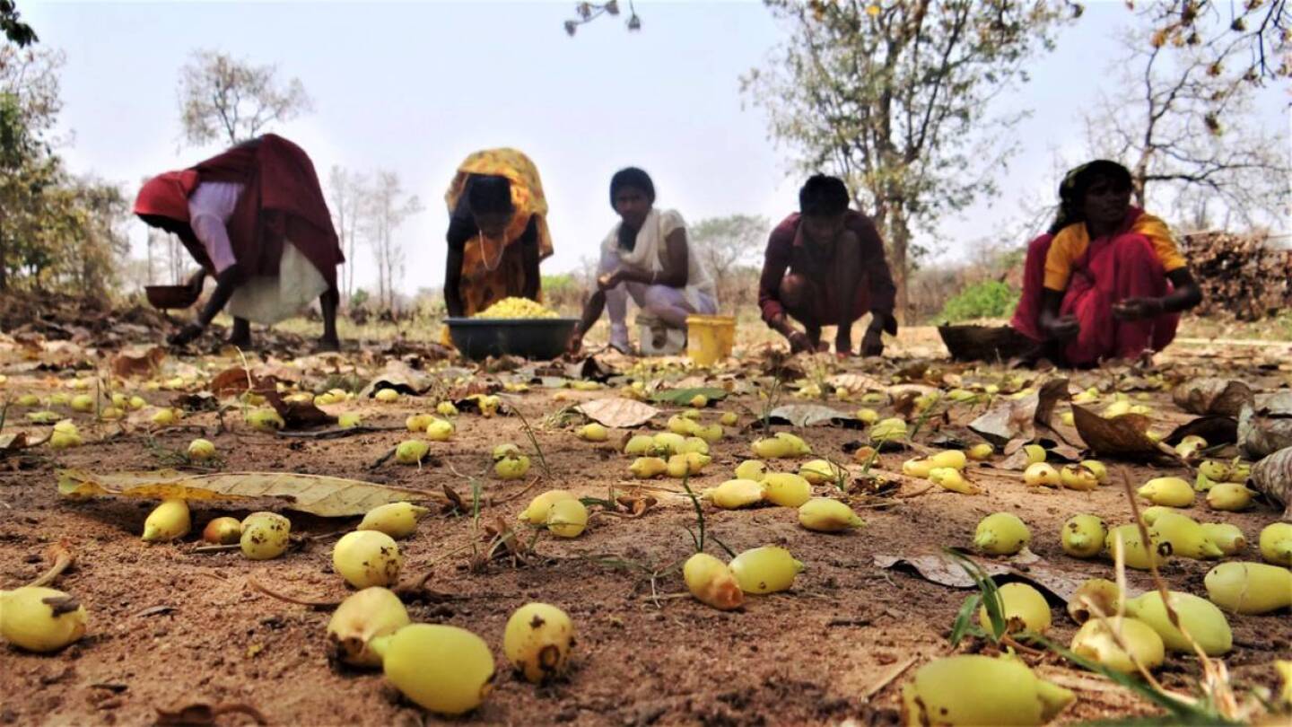 A group of women collecting mahua flowers near Budhiarmari village in Chattisgarh state, India, Nov. 13, 2020. | Thomson Reuters Foundation/Purushottam Thakur